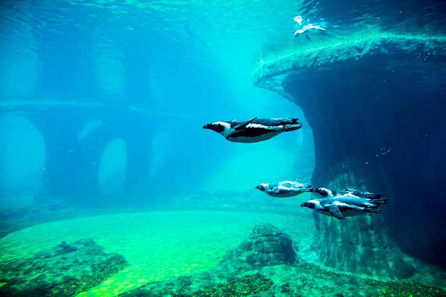 afrykarium