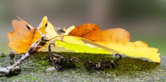 Czy skorpiony w Chorwacji są groźne?