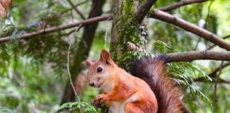 Jak sprawdzane są winiety?