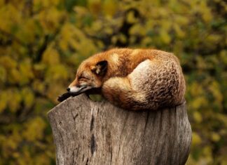 Ile mandatu za spanie w lesie?