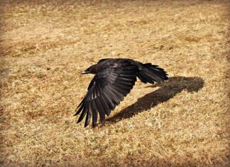 Jakie linie latają z Polski do Edynburga?