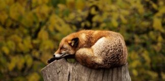 Co oznacza czerwona chusta na aucie w Holandii?