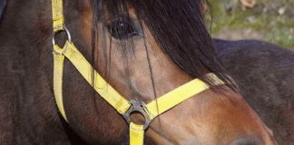 Czy kantory przyjmują stare 50 funtów?