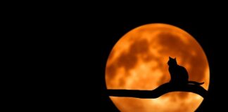 Ile śpi Kot brytyjski?