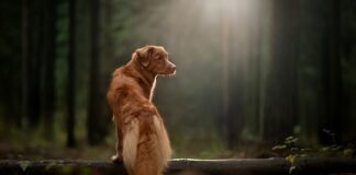 Jak długo można przebywać w Szkocji?