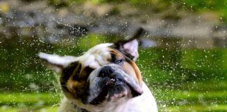 Czy Anglicy lubią Polaków?