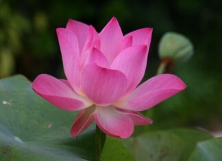 Dlaczego we Francji nie chcą mówić po angielsku?