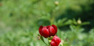 Ile wynosi cło do Wielkiej Brytanii?