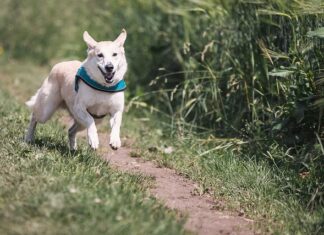 Jak zostać w Anglii na stałe?