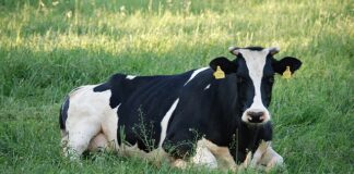 Czy Krówka to polski słodycz?