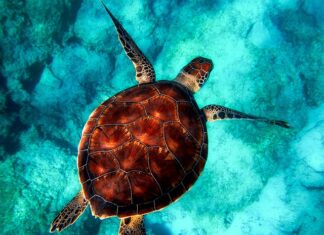 Jakie zwierzęta żyją w Szkocji?