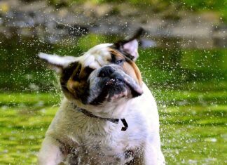 Czy Anglikom podobają się Polki?