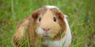 Ile to jest 1 Gwinea?