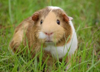 Ile to jest 1 Gwinea?