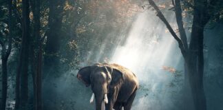 Czy w Wielkiej Brytanii można płacić w euro?