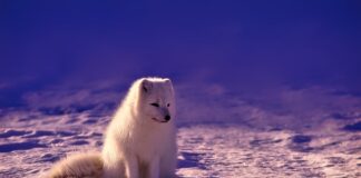 Czy w Norwegii żyje się lepiej niż w Polsce?