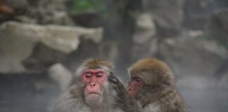 Co Anglicy jedzą na dinner?