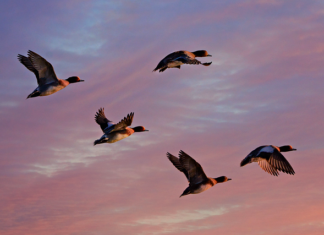 Ile to jest 20 funtów brytyjskich?